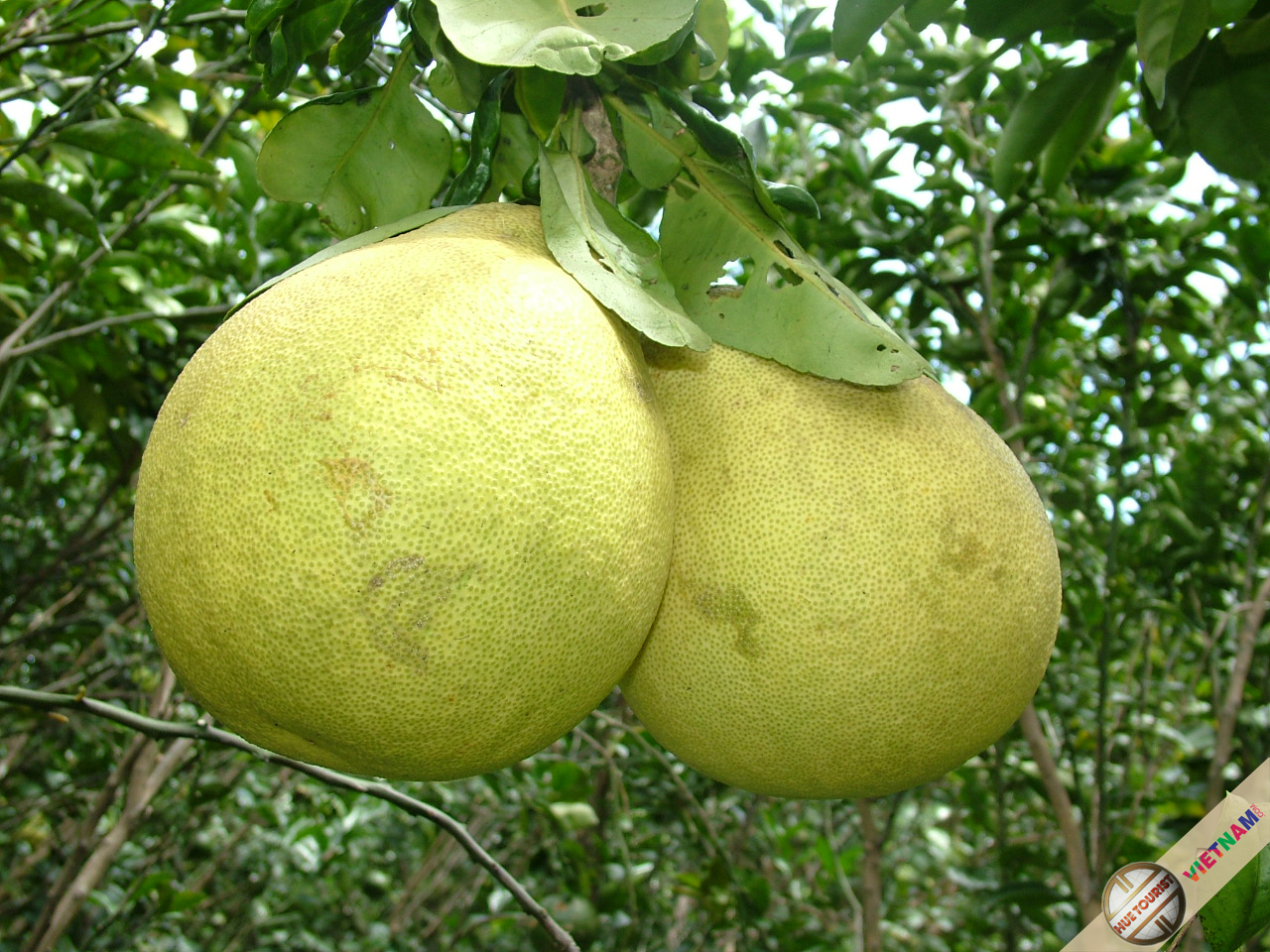 the-perfume-of-pomelos